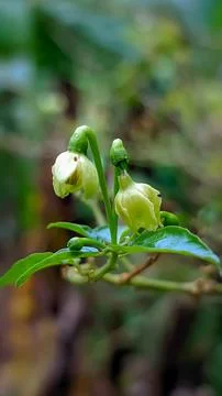 Cayenne pepper flower Stock Photos