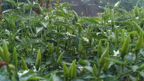 Cayenne pepper Video stock 272709037