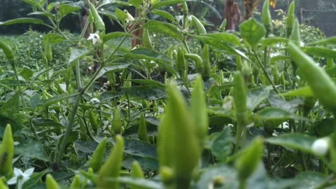 Cayenne pepper garden Video stock 272709047