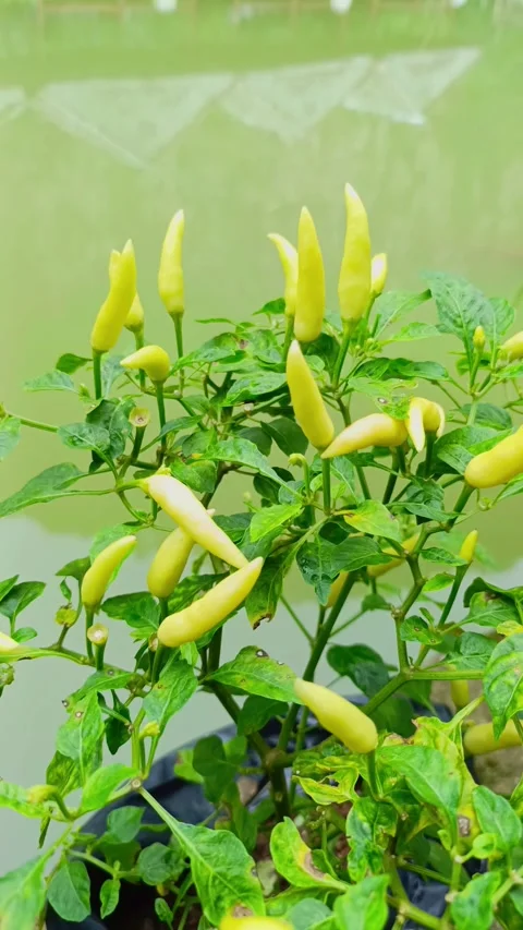 Cayenne pepper is one of the most popular types of chili. Stock Footage 300354742