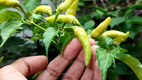 Cayenne pepper or cabai rawit grow abundantly 스톡 동영상 327946789