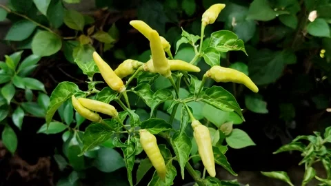 Cayenne pepper or cabai rawit grow abundantly Stock Footage 327946807