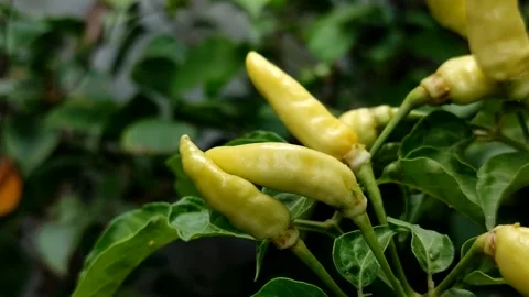 Cayenne pepper or cabai rawit grow abundantly Stock Footage 327946808
