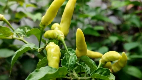 Cayenne pepper or cabai rawit grow abundantly Stock Footage 327946827