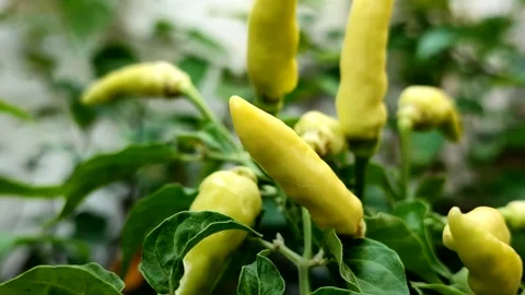 Cayenne pepper or cabai rawit grow abundantly Stock Footage 327946836