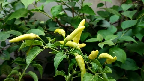 Cayenne pepper or cabai rawit grow abundantly 스톡 동영상 327946843