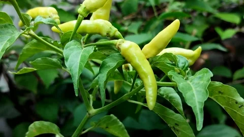 Cayenne pepper or cabai rawit grow abundantly Video stock 327946847