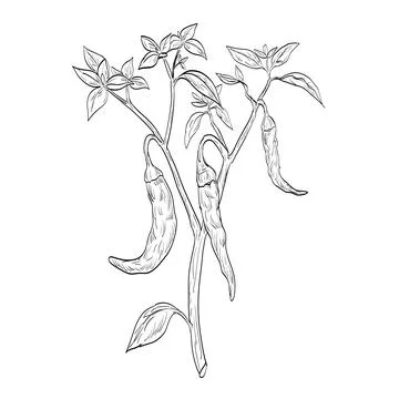 Cayenne Pepper or Capsicum Annuum Plant Drawing. Stock Illustration