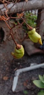 Cayenne pepper 库存照片