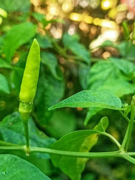 Cayenne pepper  Stock Photos