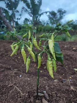 Cayenne pepper Stock Photos