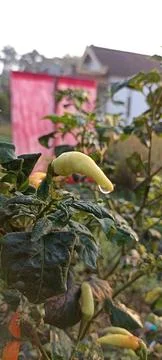 Cayenne pepper Foto stock