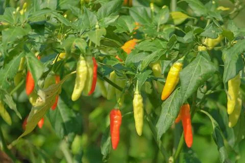 Cayenne Pepper Stock Photos