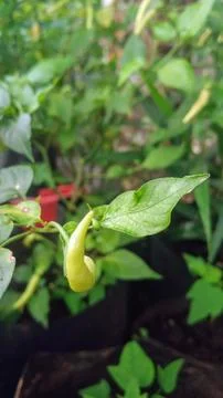 Cayenne pepper Stock Photos