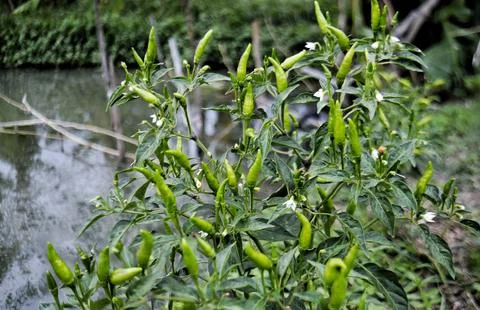 Cayenne pepper Stock Photos