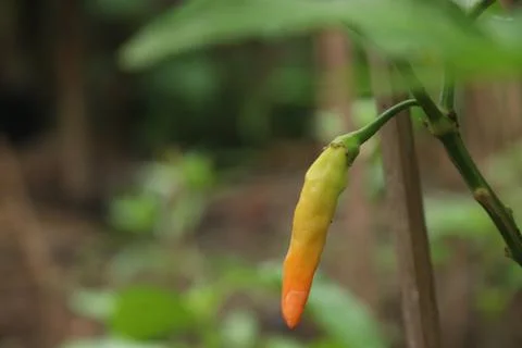 Cayenne pepper Stock Photos