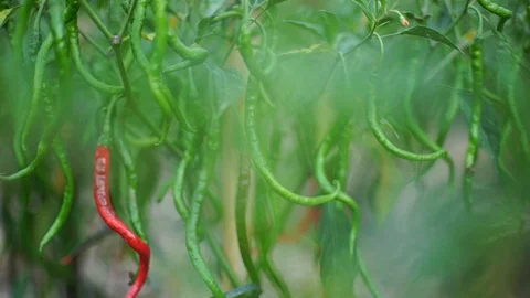 Cayenne pepper in plant Vídeos de archivo 100366976
