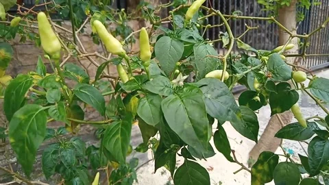 Cayenne pepper plant Stock Footage 281712831