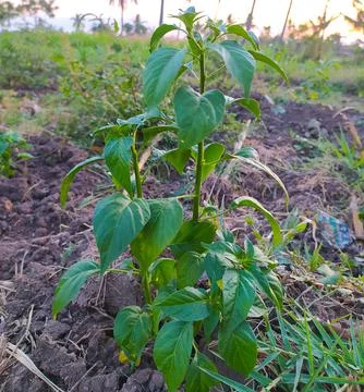 Cayenne pepper plants in the fields Stock Photos