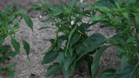 Cayenne Pepper plants in garden Stockbeeldmateriaal 75373437