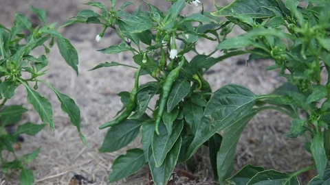 Cayenne Pepper plants in garden Vidéo 75373850