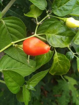Cayenne pepper ripe on the tree. Stock Photos