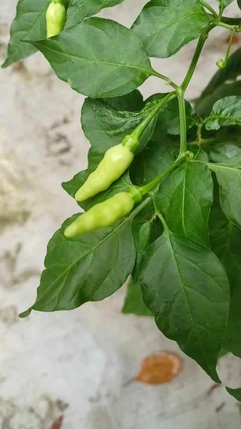 Cayenne Pepper Ripening in 4K – Close-up of Spicy Red Chili Stock Footage 301947283