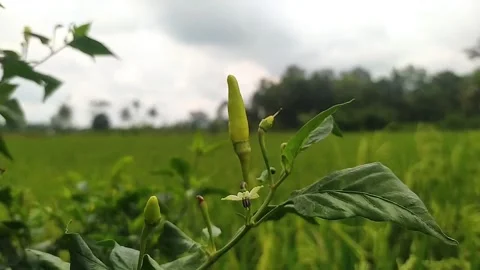 Cayenne pepper that is still hanging Stock Footage 278952786