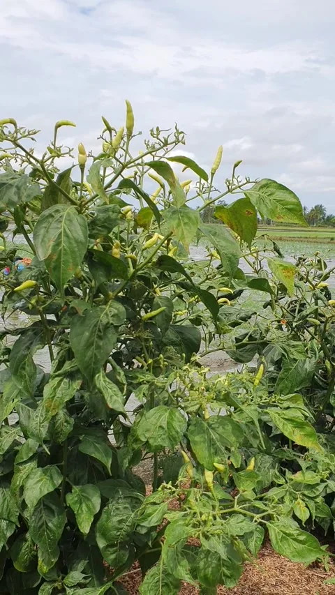 Cayenne pepper tree Stock Footage 242887433