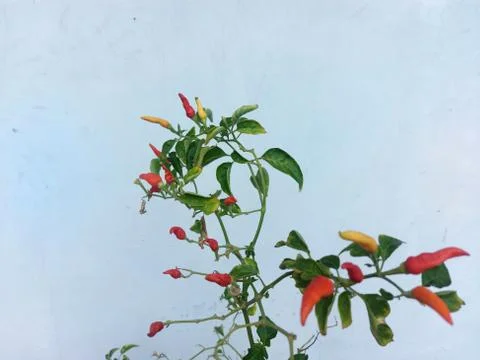 Cayenne Pepper Tree Stock Photos