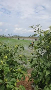 Cayenne pepper tree 写真素材