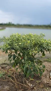 Cayenne pepper tree 写真素材