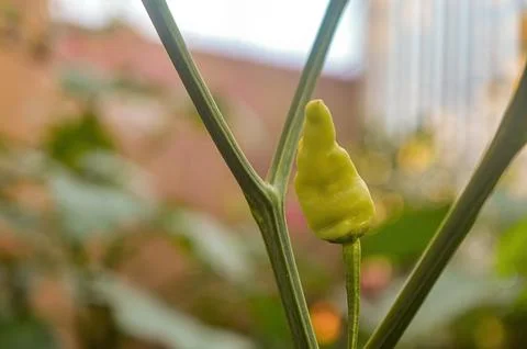 Cayenne pepper which is still attached to the branch of the chili plant Stock Photos