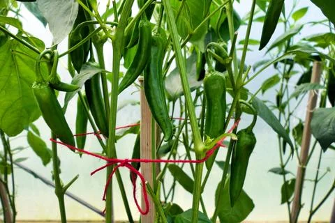 Cayenne Peppers. Stock Photos