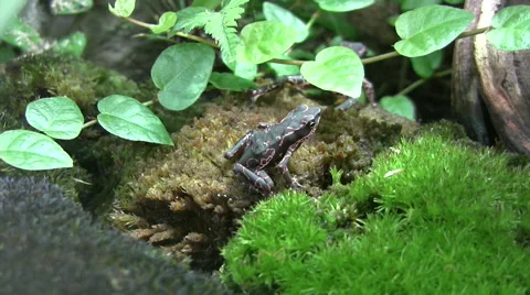 Cayenne stubfoot toad Stock Footage 51458948