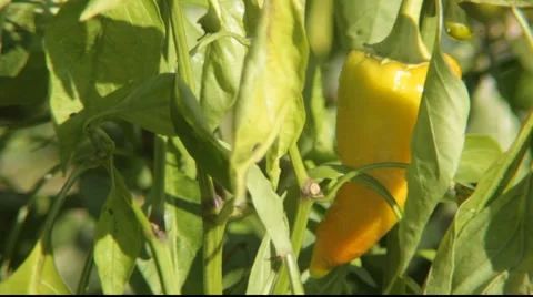 Cayenne in wind Stock Footage 921193