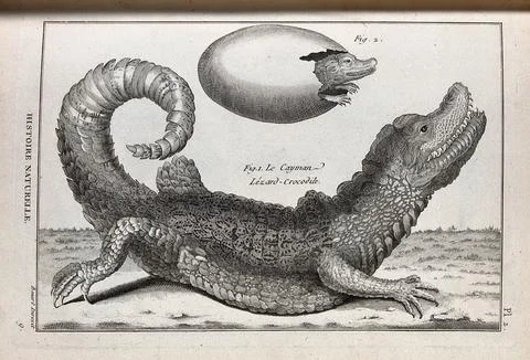 A cayman and its young emerging from an egg. Engraving, ca. 1778. Stock-Illustration