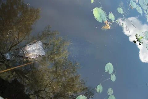 Cayman between trees Stockfoto's