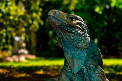 Cayman blue Iguana Stock Photos