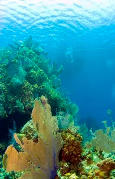 Cayman brac reef with boat Stock Photos