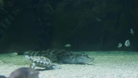 Cayman crocodile and turtle are at bottom of large aquarium Stock Footage 276374099