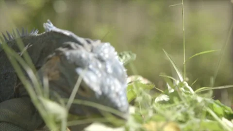 Cayman Islands Blue Iguana Eats Grass Stock Footage 124482945
