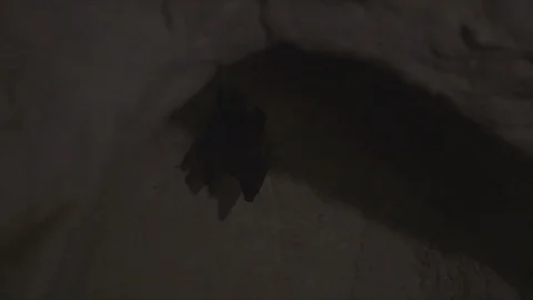 Cayman Islands MS Bat Hangs from Cave Roof Stock Footage 124484270
