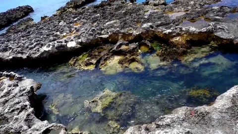 Cayman Islands Tidal pool 스톡 동영상 126584724