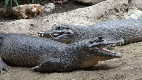 Cayman resting Stock Footage 78028580