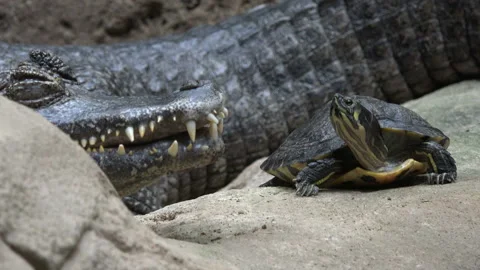 Cayman resting Stock Footage 97054514