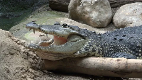 Cayman resting Stock Footage 97054557