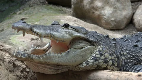 Cayman resting Stock Footage 97054687