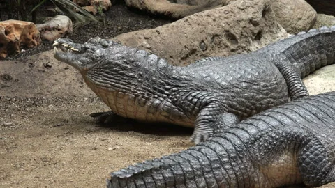Cayman resting Stock Footage 97113407