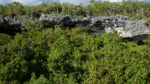 Cayman treetops Stock Footage 44106044